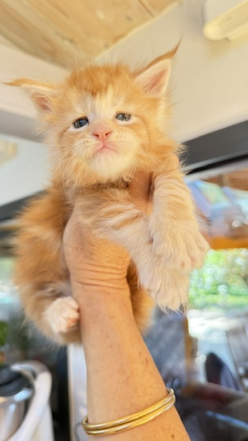 Berny Chatterie MAKATEA Maine Coon