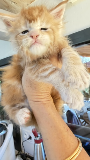 Berny Chatterie MAKATEA Maine Coon