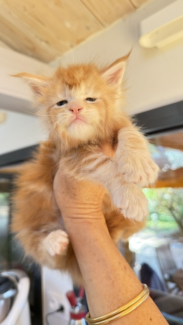 Berny Chatterie MAKATEA Maine Coon