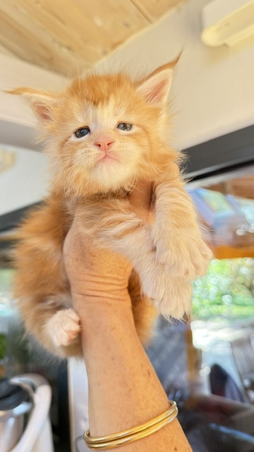 Berny Chatterie MAKATEA Maine Coon