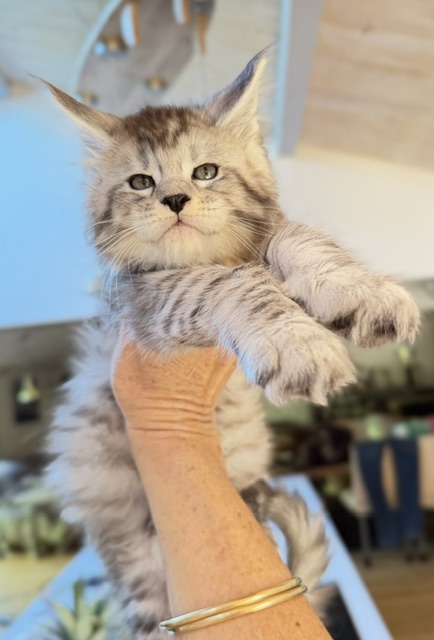 Bewolf Chatterie MAKATEA Maine Coon