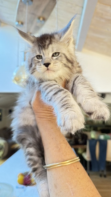 Bewolf Chatterie MAKATEA Maine Coon