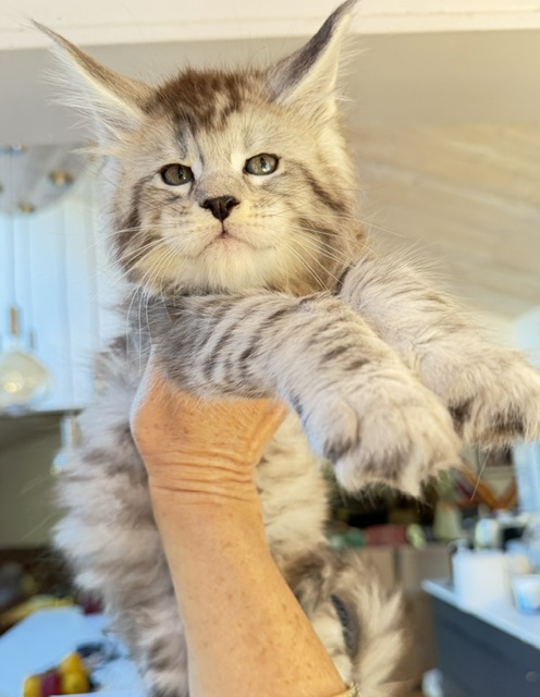 Bewolf Chatterie MAKATEA Maine Coon