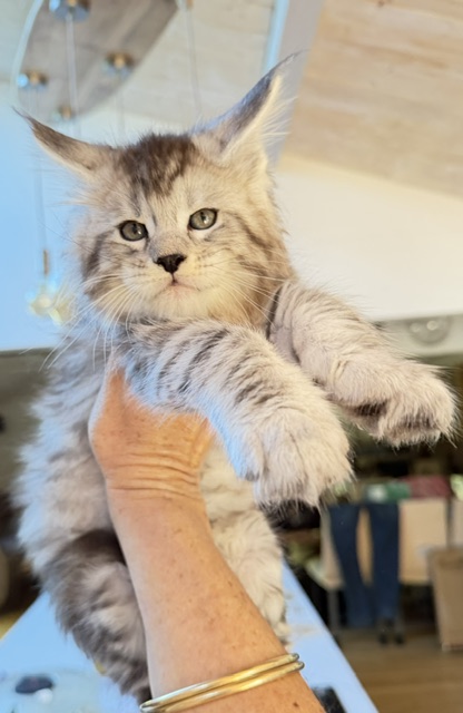 Bewolf Chatterie MAKATEA Maine Coon