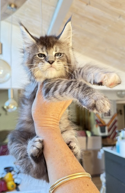 Bubble Gum Chatterie MAKATEA Maine Coon