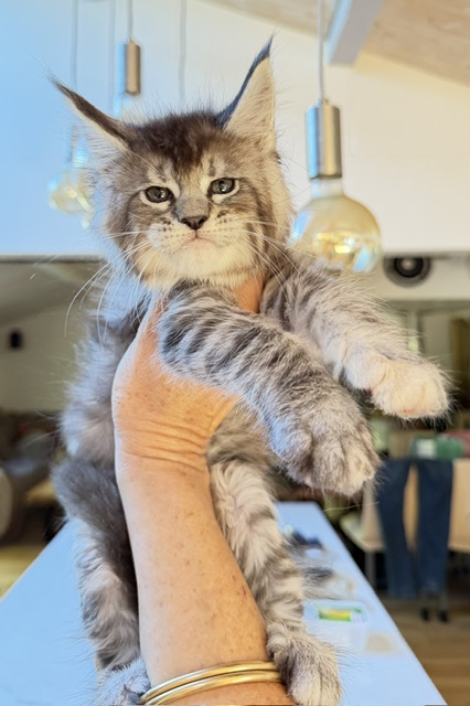 Bubble Gum Chatterie MAKATEA Maine Coon