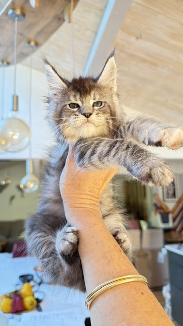 Bubble Gum Chatterie MAKATEA Maine Coon