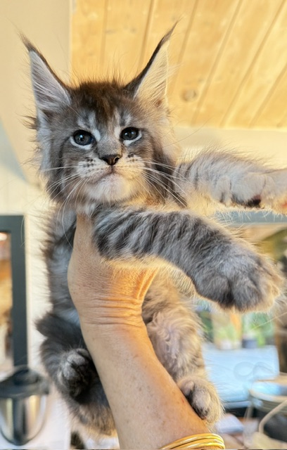 Bubble Gum Chatterie MAKATEA Maine Coon