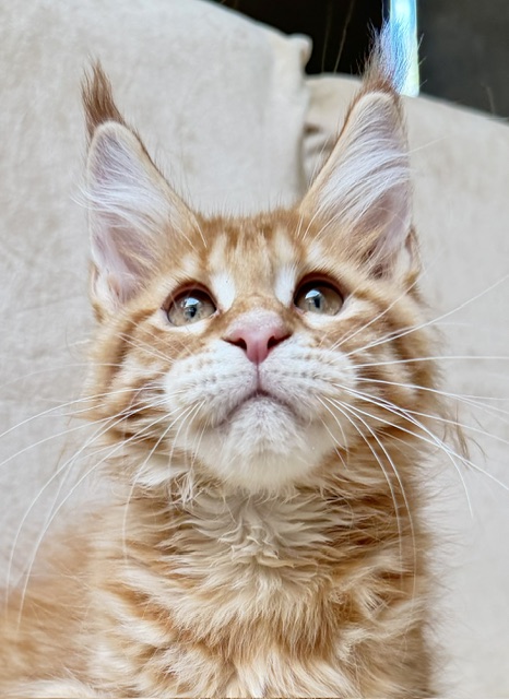 ButterCookie Femelle Maine coon née le 12/06/2026.     Chatterie Maine coon Makatea