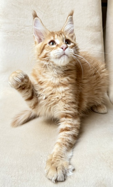 ButterCookie Chatterie MAKATEA Maine Coon