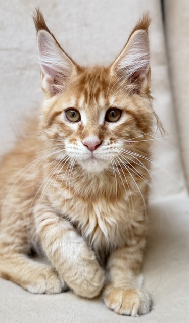ButterCookie Chatterie MAKATEA Maine Coon