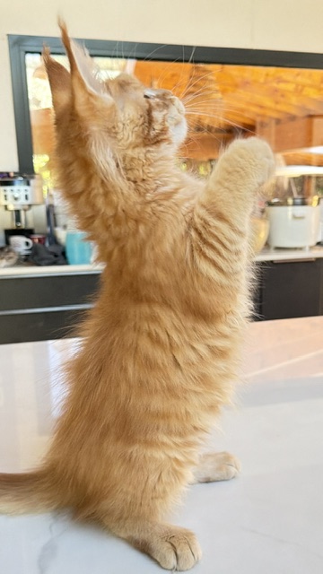 ButterCookie Chatterie MAKATEA Maine Coon