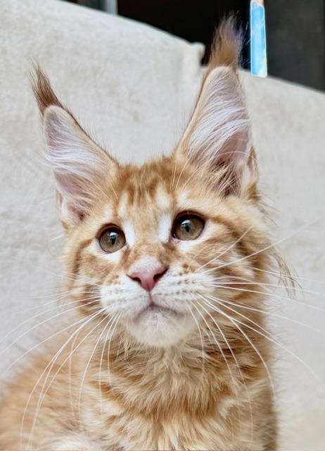 ButterCookie Chatterie MAKATEA Maine Coon