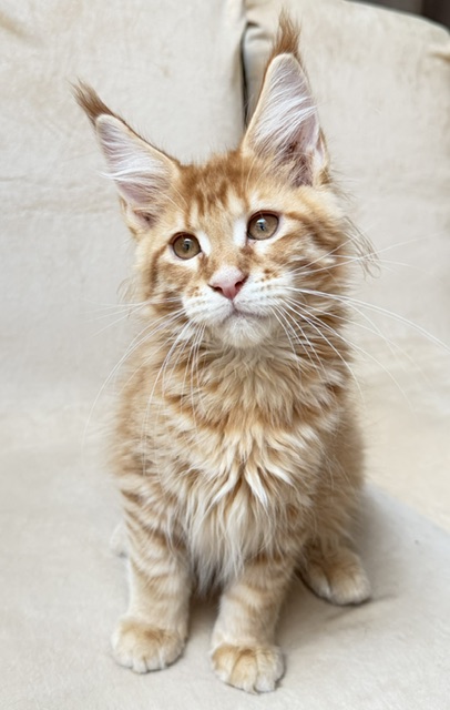 ButterCookie Chatterie MAKATEA Maine Coon