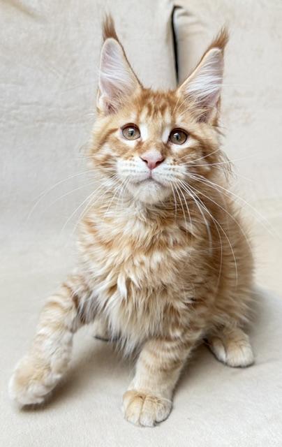 ButterCookie Chatterie MAKATEA Maine Coon