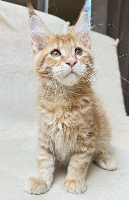 ButterCookie Chatterie MAKATEA Maine Coon