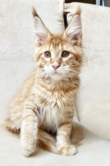 ButterCookie Chatterie MAKATEA Maine Coon