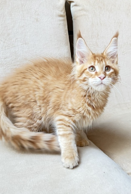 ButterCookie Chatterie MAKATEA Maine Coon