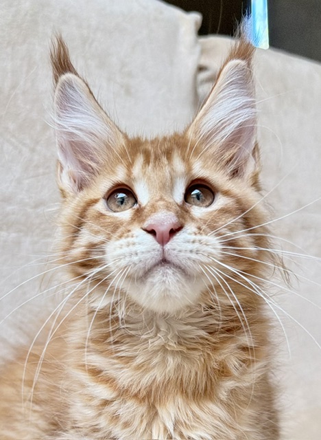 ButterCookie Chatterie MAKATEA Maine Coon