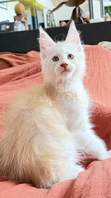 Butter Macaron Chatterie MAKATEA Maine Coon
