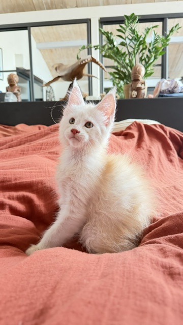 Butter Macaron Chatterie MAKATEA Maine Coon