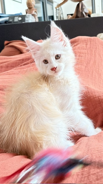 Butter Macaron Chatterie MAKATEA Maine Coon