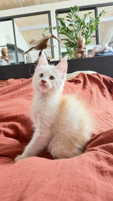 Butter Macaron Chatterie MAKATEA Maine Coon