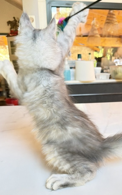 Blue Ocean Chatterie MAKATEA Maine Coon
