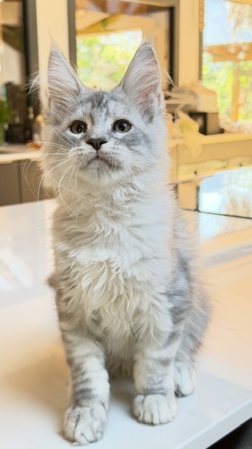 Blue Ocean Chatterie MAKATEA Maine Coon