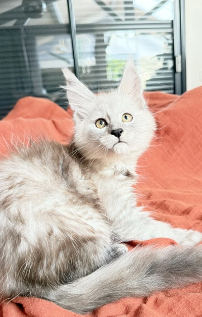 Banquise Chantilly Chatterie MAKATEA Maine Coon