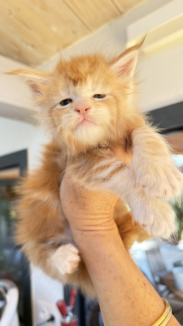 Berny Chatterie MAKATEA Maine Coon