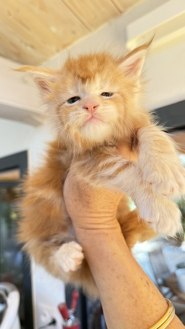 Berny Chatterie MAKATEA Maine Coon