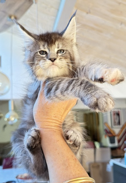 Bubble Gum Chatterie MAKATEA Maine Coon