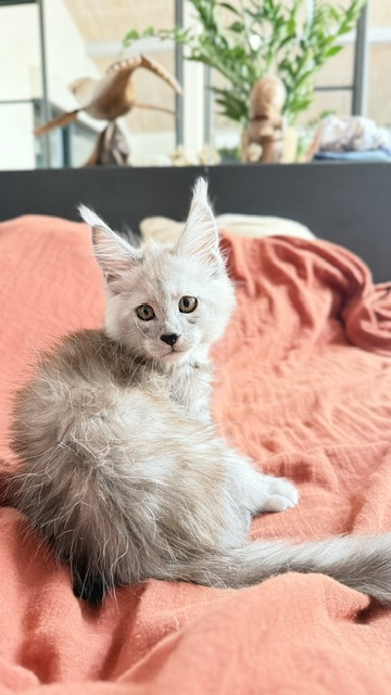 Banquise Chantilly Chatterie MAKATEA Maine Coon