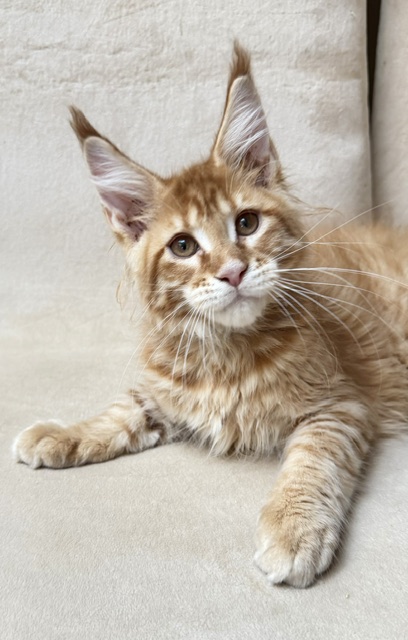 ButterCookie Chatterie MAKATEA Maine Coon