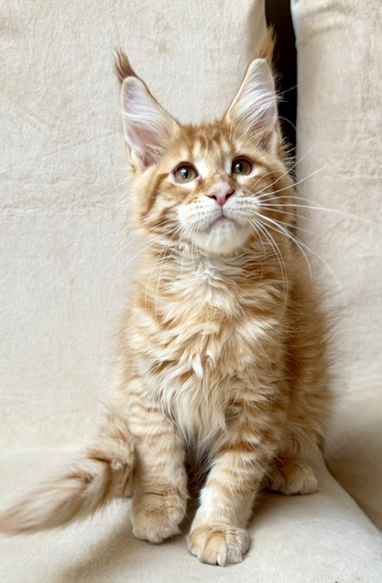 ButterCookie Chatterie MAKATEA Maine Coon