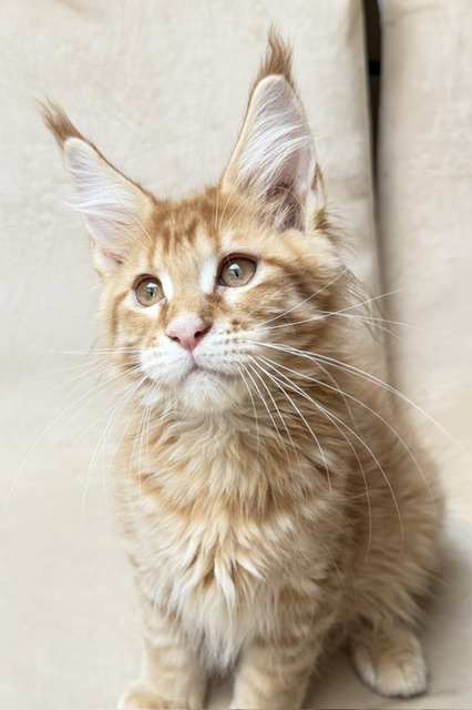 ButterCookie Chatterie MAKATEA Maine Coon