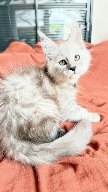 Banquise Chantilly Chatterie MAKATEA Maine Coon