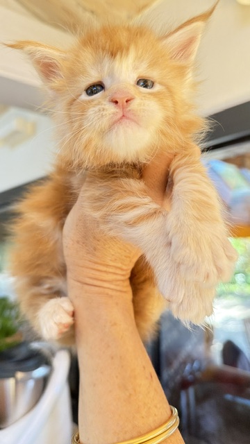 Berny Chatterie MAKATEA Maine Coon