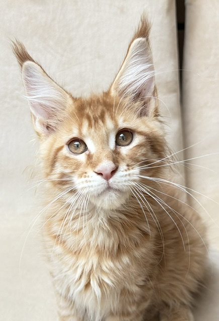 ButterCookie Chatterie MAKATEA Maine Coon