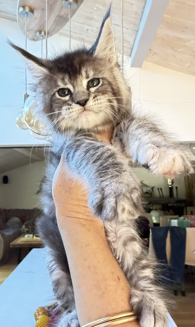 Bubble Gum Chatterie MAKATEA Maine Coon