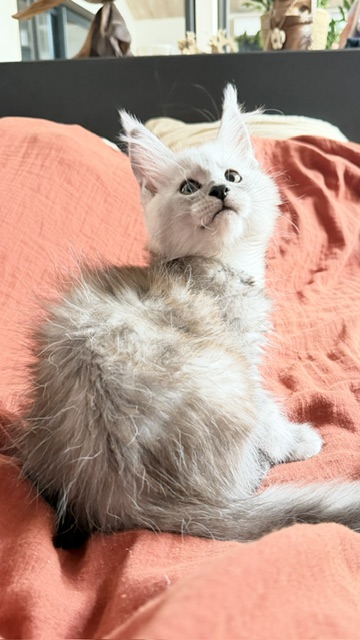 Banquise Chantilly Chatterie MAKATEA Maine Coon