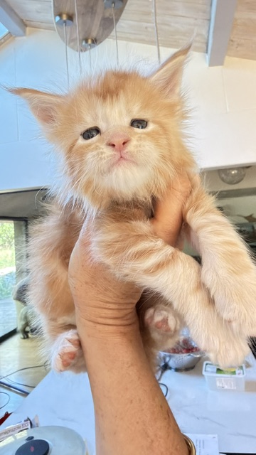 Berny Chatterie MAKATEA Maine Coon