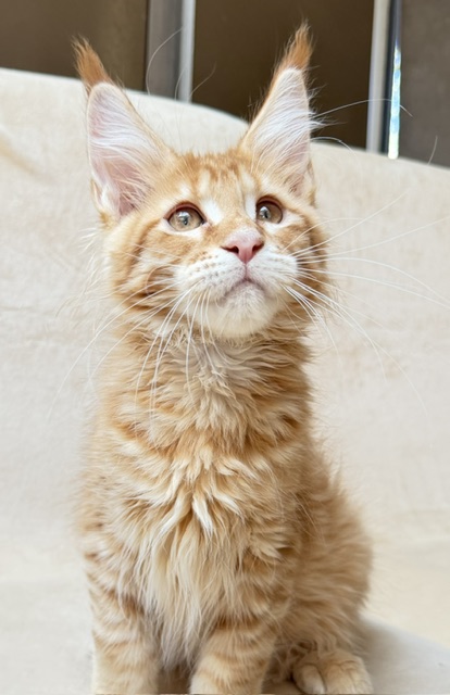 ButterCookie Chatterie MAKATEA Maine Coon