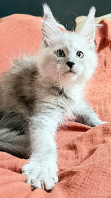 Banquise Chantilly Chatterie MAKATEA Maine Coon