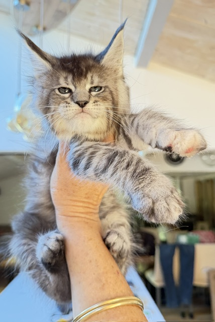 Bubble Gum Chatterie MAKATEA Maine Coon