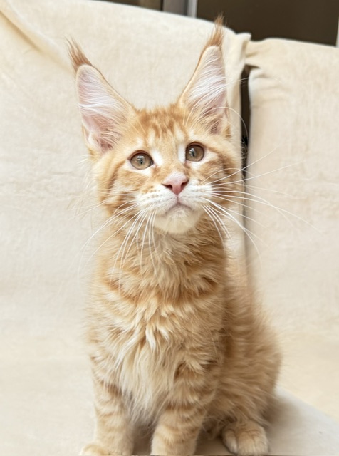 ButterCookie Chatterie MAKATEA Maine Coon