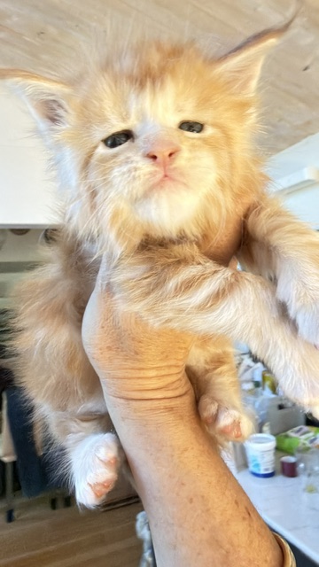 Berny Chatterie MAKATEA Maine Coon