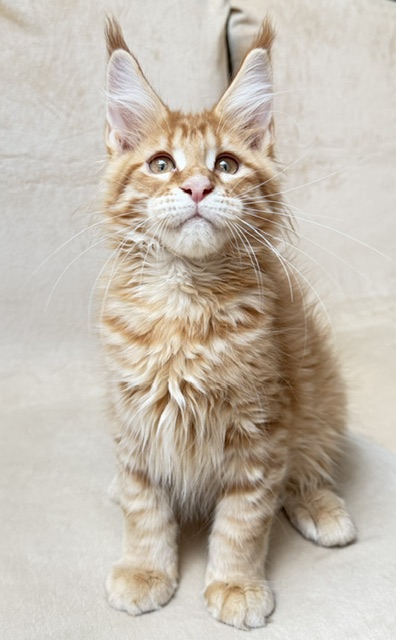 ButterCookie Chatterie MAKATEA Maine Coon