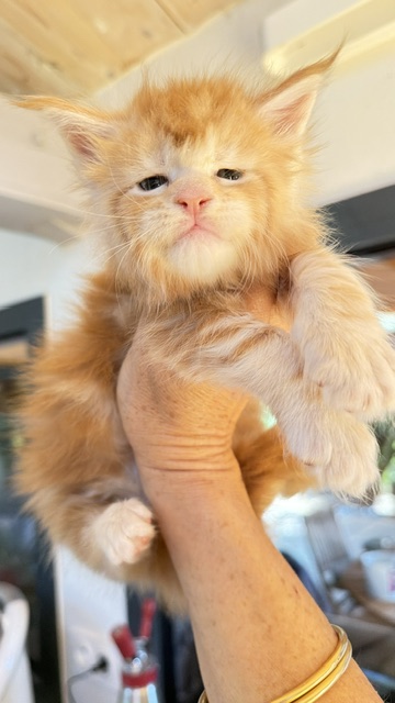 Berny Chatterie MAKATEA Maine Coon